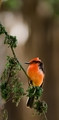 Vermilion flycatcher