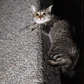 - / Ninja Cat