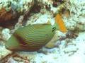  : www.photo-snorkel.nm .ru