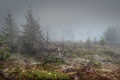 Туман в сказочном лесу
