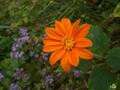 flor 