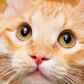     / Cat and his Owner