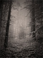 b/w