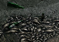 naturemort