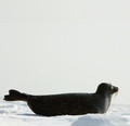  Phoca hispida