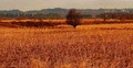 derevo