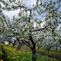 blooming garden