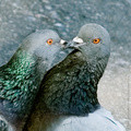  / Kiss
