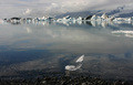 Iceland, Jokulsarlon (5)