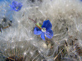 Softness 