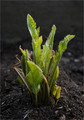 Armoracia rustcana ( )