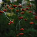 berries of bloody autumn