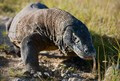 Varanus komodoensis 