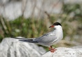 Stern Hirundo.