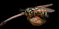 Syrphidae No.1