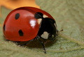 Coccinellidae No.1
