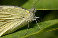 Lepidoptera No.1