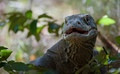 Varanus komodoensis
