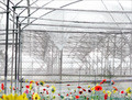 Flower farm