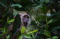 Macacus fascicularis indonesia 