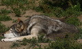 Canis lupus No.1(  ) 