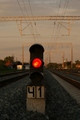 41