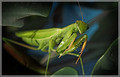 Mantis religiosa ( -)