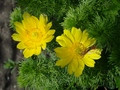 Adonis vernalis