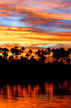 Amazon Jungle Sunset