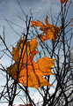 "The dead Summer`s soul"