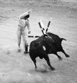 Matador