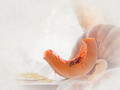 Cucurbita