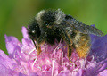 Bombus confusus