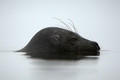 Ladogensis