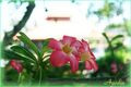 Bali Dream