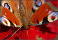 Colors of butterfly