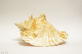 Sea shell