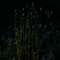 deadly flower
