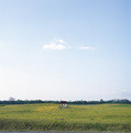 the field, the house and the cloud