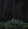 early spring flowers