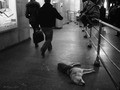metro 203