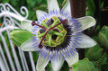 blumen