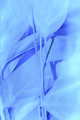 in blue