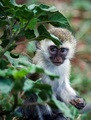 Blue monkey baby.