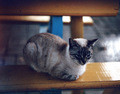The Cat