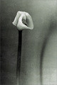 Zantedeschia, straight