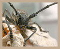 Coleoptera No.2