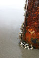 Cold summer at the seashore Op.2