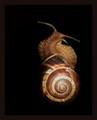 Gastropoda No.1