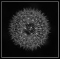 Dandelion Clock 